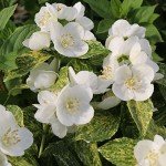 Illuminati Sparks™ Live Philadelphus Shrub - White Flowers