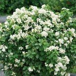 Illuminati Sparks™ Live Philadelphus Shrub - White Flowers