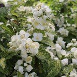Illuminati Sparks™ Live Philadelphus Shrub - White Flowers