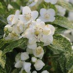 Illuminati Sparks™ Live Philadelphus Shrub - White Flowers