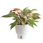 Pink Princess Philodendron - Rare Indoor Houseplant