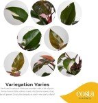 Pink Princess Philodendron - Rare Indoor Houseplant