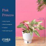 Pink Princess Philodendron - Rare Indoor Houseplant