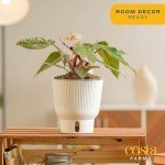 Pink Princess Philodendron - Rare Indoor Houseplant