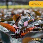 Pink Princess Philodendron - Rare Indoor Houseplant