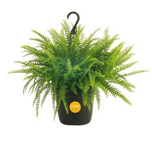 Boston Fern Live Plant in Hanging Basket
