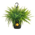 Boston Fern Live Plant in Hanging Basket