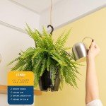 Boston Fern Live Plant in Hanging Basket