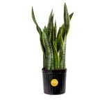 Snake Plant - Easy Care Indoor/Outdoor Houseplant