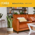 Snake Plant - Easy Care Indoor/Outdoor Houseplant