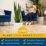 Snake Plant - Easy Care Indoor/Outdoor Houseplant