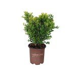 Touch of Gold Holly - Low-Growing Evergreen Shrub