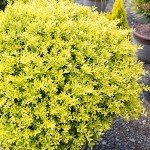 Touch of Gold Holly - Low-Growing Evergreen Shrub