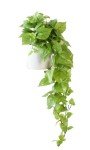 32" Lifelike Fake Pothos Ivy Plant - Light Green