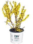 Forsythia x Show Off Yellow Flowering Shrub