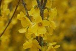 Forsythia x Show Off Yellow Flowering Shrub