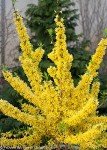 Forsythia x Show Off Yellow Flowering Shrub
