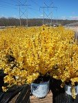 Forsythia x Show Off Yellow Flowering Shrub