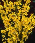 Forsythia x Show Off Yellow Flowering Shrub