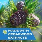 Plant Safe Insect Spray for Indoor & Outdoor