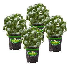 Bonnie Plants Sweet Basil Herb Pack - 4 Plants