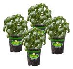 Bonnie Plants Sweet Basil Herb Pack - 4 Plants