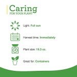 Bonnie Plants Sweet Basil Herb Pack - 4 Plants