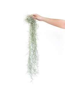 Thick Colombian Spanish Moss with Wire Hook