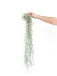 Thick Colombian Spanish Moss with Wire Hook