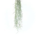 Thick Colombian Spanish Moss with Wire Hook