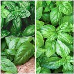 Seed Needs Italian Large Leaf Basil Seeds for Planting - Non-GMO, Heirloom & Untreated - Organically Grow an Indoor or Outdoor Home Grown Herb Garden (1 Pack)