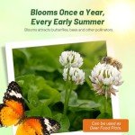 Outsidepride Perennial White Dutch Clover Seed - 1 lbs. Nitrocoated, Inoculated Clover Seeds for Lawn Alternative, Erosion Control, Food Plots, Ground Cover, & Pasture Mixtures in USDA Zones 3-10