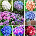100+ Mixed Hydrangea Seeds for Planting Fast Growing Shrub Flowers Bush Plants Beautiful Smell Outdoor Garden Decor Home Perennial