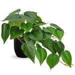 DILATATA Fake Plants Indoor 8 Inch Artificial Pothos Plant in Black Plastic Pot - Faux Potted Pothos Plant for Home Aesthetic Decor Living Room Shelf Office