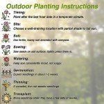 Rare Coleus Popular Ornamental Plant Vibrant Foliage Easy to Maintain Adding Vibrant Accents to Gardens and Containers Used in Container Gardening, Hanging Baskets Outdoor 100Pcs by YEGAOL Garden