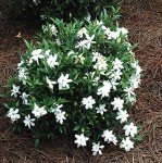 Frost Proof Gardenia (Cape Jasmine) - Trade Gallon