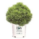 2 Gallon Proven Winners Tater Tot Arborvitae Evergreen Shrub
