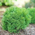 2 Gallon Proven Winners Tater Tot Arborvitae Evergreen Shrub