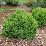 2 Gallon Proven Winners Tater Tot Arborvitae Evergreen Shrub