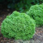 2 Gallon Proven Winners Tater Tot Arborvitae Evergreen Shrub