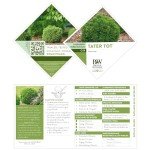 2 Gallon Proven Winners Tater Tot Arborvitae Evergreen Shrub