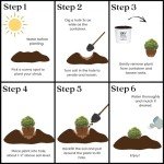 2 Gallon Proven Winners Tater Tot Arborvitae Evergreen Shrub