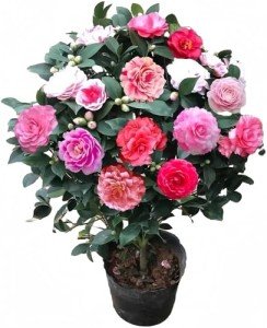 Vibrant Multi-Colored Camellia - Evergreen Shrub, 12" Tall, Attracts Bees and Butterflies - Ideal for Yard, Garden, and Potted Planting