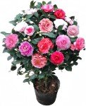 Vibrant Multi-Colored Camellia - Evergreen Shrub, 12" Tall, Attracts Bees and Butterflies - Ideal for Yard, Garden, and Potted Planting