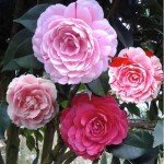Vibrant Multi-Colored Camellia - Evergreen Shrub, 12" Tall, Attracts Bees and Butterflies - Ideal for Yard, Garden, and Potted Planting