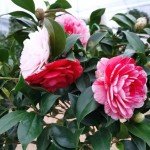 Vibrant Multi-Colored Camellia - Evergreen Shrub, 12" Tall, Attracts Bees and Butterflies - Ideal for Yard, Garden, and Potted Planting