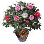 Vibrant Multi-Colored Camellia - Evergreen Shrub, 12" Tall, Attracts Bees and Butterflies - Ideal for Yard, Garden, and Potted Planting