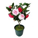 Vibrant Multi-Colored Camellia - Evergreen Shrub, 12" Tall, Attracts Bees and Butterflies - Ideal for Yard, Garden, and Potted Planting