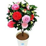 Vibrant Multi-Colored Camellia - Evergreen Shrub, 12" Tall, Attracts Bees and Butterflies - Ideal for Yard, Garden, and Potted Planting