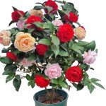 Vibrant Multi-Colored Camellia - Evergreen Shrub, 12" Tall, Attracts Bees and Butterflies - Ideal for Yard, Garden, and Potted Planting